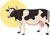 SAPI HOLSTEIN